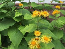 Bild zur gratis inserierten Ferienwohnung Ferienwohnung-1831796.