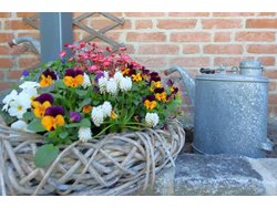 Bild zur gratis inserierten Ferienwohnung Ferienhaus-1833254.