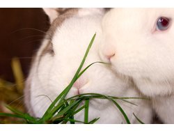 Bild zur gratis inserierten Ferienwohnung Ferienwohnung-1853094.