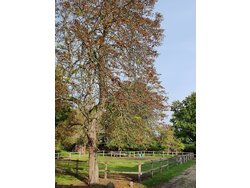 Bild zur gratis inserierten Ferienwohnung Apartment-1906391.