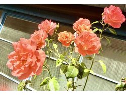 Ferienwohnung Ferienwohnung-1918583 in Am Lüssower Berg - 7 Personen, Hund erlaubt