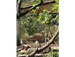 Ferienhaus Ferienhaus-2087557 in Birken - 4 Personen, Hund erlaubt