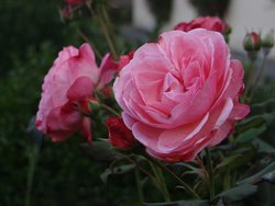 Bild zur gratis inserierten Ferienwohnung Ferienwohnung-2088337.