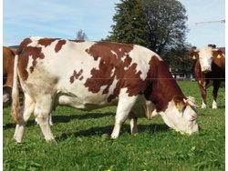 Bild zur gratis inserierten Ferienwohnung Ferienwohnung-2088765.