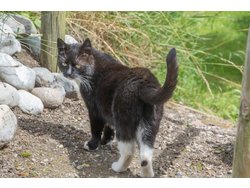 Ferienhaus Ferienhaus-2091444 in Kronsgaard - 4 Personen, Hund erlaubt