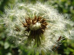 Bild zur gratis inserierten Ferienwohnung Ferienwohnung-2092259.