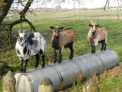 Bild zur gratis inserierten Ferienwohnung Ferienwohnung-2092313.