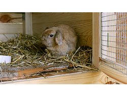 Ferienhaus Ferienhaus-2092388 in Pilsach - 4 Personen, Hund erlaubt