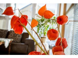 Ferienwohnung Ferienwohnung-2092704 in Freyung - 5 Personen, Hund nicht erlaubt