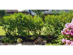 Bild zur gratis inserierten Ferienwohnung Ferienwohnung-2094288.