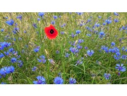 Ferienhaus Ferienhaus-2095589 in Pleinfeld - 4 Personen, Hund erlaubt