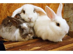 Ferienwohnung Ferienwohnung-2097882 in Hoetmar - 6 Personen, Hund erlaubt