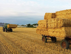 Bild zur gratis inserierten Ferienwohnung Ferienwohnung-2098139.