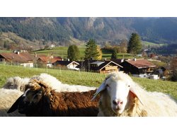 Bild zur gratis inserierten Ferienwohnung Ferienwohnung-2098994.