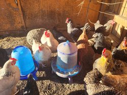 Ferienwohnung Ferienwohnung-2099729 in Neunburg vorm Wald - 5 Personen, Hund erlaubt