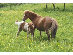 Ferienhaus Ferienhaus-2099739 in Nittenau - 5 Personen, Hund erlaubt