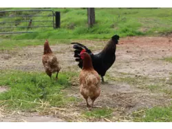 Ferienwohnung Ferienwohnung-2099937 in Eggermühlen - 5 Personen, Hund erlaubt