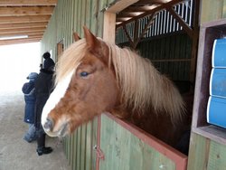 Ferienhaus Ferienhaus-2100661 in Sauensiek - 4 Personen, Hund erlaubt