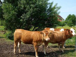 Ferienwohnung Ferienwohnung-2100829 in Geisa - 5 Personen, Hund nicht erlaubt