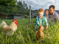 Ferienwohnung Ferienwohnung-2100953 in Schmallenberg - 3 Personen, Hund erlaubt