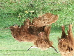 Ferienwohnung Ferienwohnung-2101668 in Ergersheim - 5 Personen, Hund erlaubt