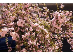 Ferienwohnung Ferienwohnung-2101782 in Tauberbischofsheim - 3 Personen, Hund nicht erlaubt