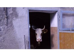 Bild zur gratis inserierten Ferienwohnung Ferienwohnung-2101799.