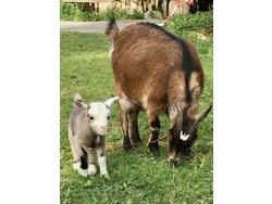 Ferienwohnung Ferienwohnung-2103023 in Wolfach - 5 Personen, Hund erlaubt