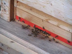 Ferienwohnung Ferienwohnung-2112208 in Rinchnach - 3 Personen, Hund erlaubt