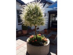 Ferienwohnung Ferienwohnung-2136827 in Hüsby - 2 Personen, Hund nicht erlaubt