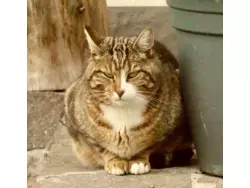 Bild zur gratis inserierten Ferienwohnung Ferienwohnung-2137038.