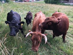 Ferienwohnung Ferienwohnung-2152539 in Böbrach - 2 Personen, Hund erlaubt