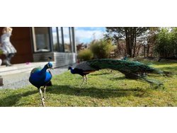 Bild zur gratis inserierten Ferienwohnung Ferienhaus-2154798.