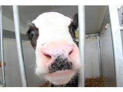 Bild zur gratis inserierten Ferienwohnung Ferienwohnung-2191897.