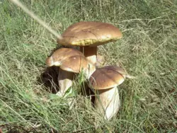 Bild zur gratis inserierten Ferienwohnung Ferienhaus-903910.