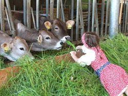 Bild zur gratis inserierten Ferienwohnung Ferienhaus-2214614.