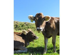 Ferienwohnung Ferienwohnung-2221105 in Lindenberg im Allgäu - 4 Personen, Hund nicht erlaubt