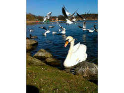 Bild zur gratis inserierten Ferienwohnung Ferienhaus-2222968.