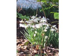 Ferienwohnung Ferienwohnung-2223125 in Wittdün auf Amrum - 4 Personen, Hund nicht erlaubt