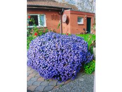 Bild zur gratis inserierten Ferienwohnung Apartment-2246287.