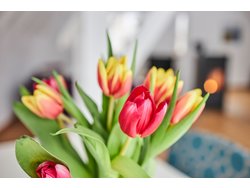 Bild zur gratis inserierten Ferienwohnung Ferienhaus-2267746.