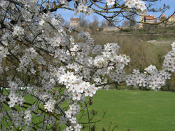 Ferienwohnung Ferienwohnung-2259525 in Rothenburg ob der Tauber - 4 Personen, Hund erlaubt