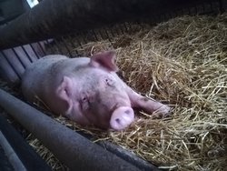 Bild zur gratis inserierten Ferienwohnung Ferienhaus-2095680.