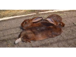 Ferienwohnung Ferienwohnung-3241089 in Bösdorf - 5 Personen, Hund nicht erlaubt