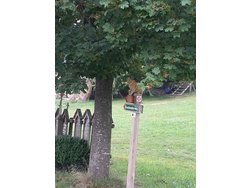 Ferienwohnung Ferienwohnung-3246711 in Böbrach - 6 Personen, Hund erlaubt