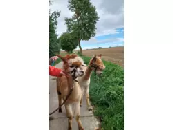 Ferienwohnung Ferienwohnung-3251912 in Hohenthann - 4 Personen, Hund erlaubt