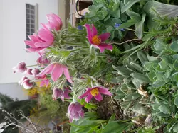 Bild zur gratis inserierten Ferienwohnung Ferienwohnung-3412217.