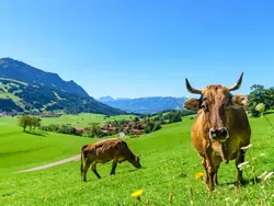 Ferienhaus Ferienhaus-3432570 in Rettenberg - 4 Personen, Hund nicht erlaubt