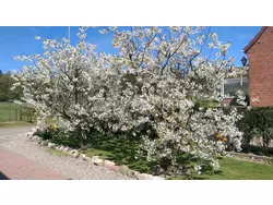 Ferienwohnung Ferienwohnung-3419696 in Sierksdorf - 2 Personen, Hund erlaubt