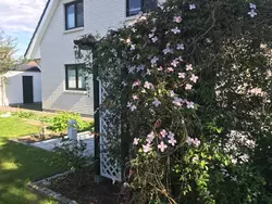 Ferienwohnung Ferienwohnung-3551832 in Hinrichshagen (Landhagen) - 4 Personen, Hund erlaubt